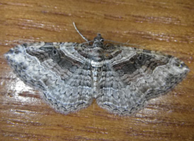 Bent-line Carpet
